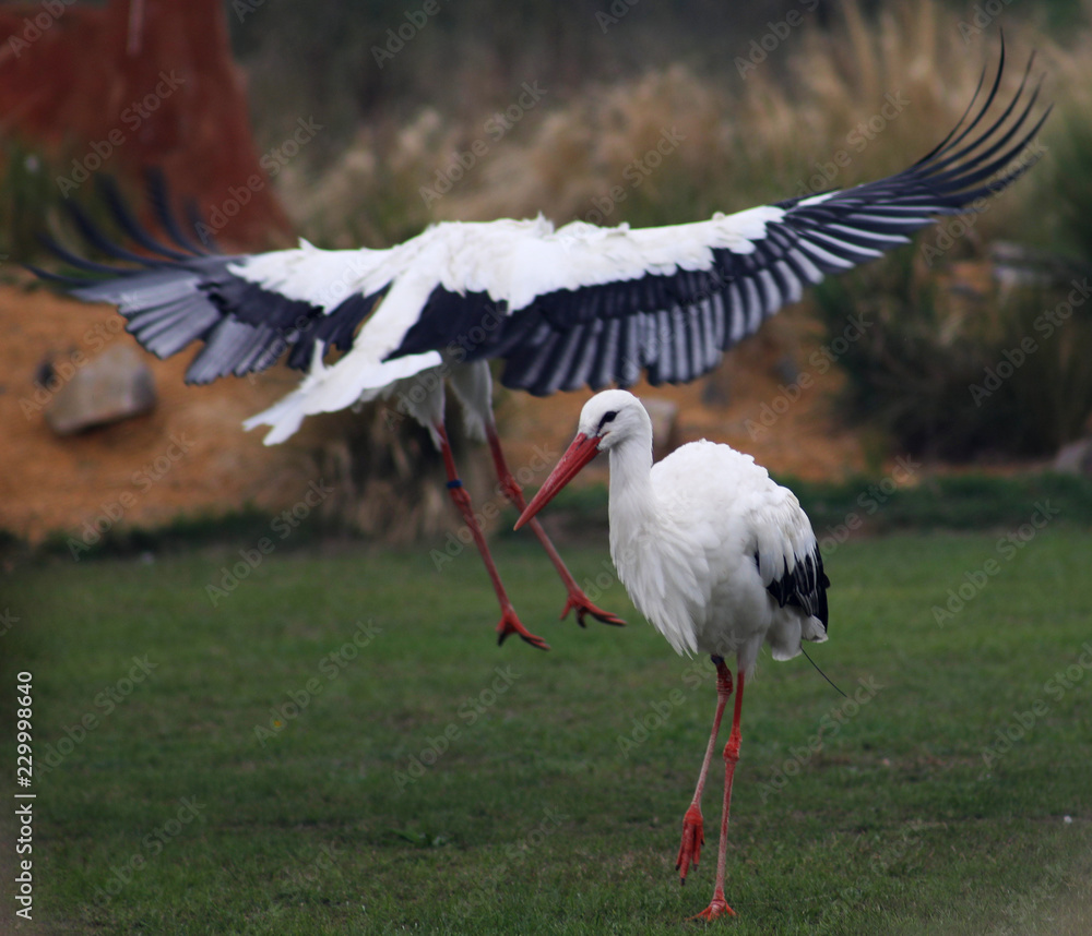 Fototapeta premium Landing White Stork