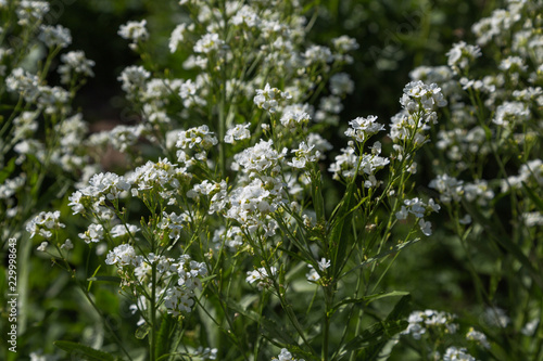 Small white flowers of horseradish, close-up