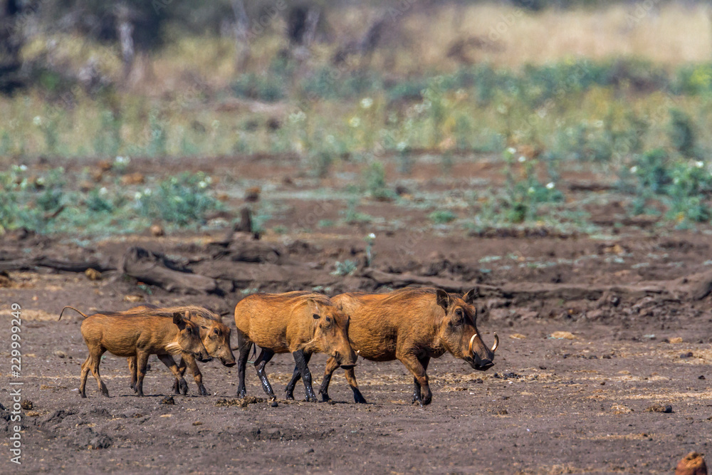 common warthog in Kruger National park, South Africa ; Specie Phacochoerus africanus family of Suidae common warthog in Kruger National park, South Africa ; Specie Phacochoerus africanus family of Suidae