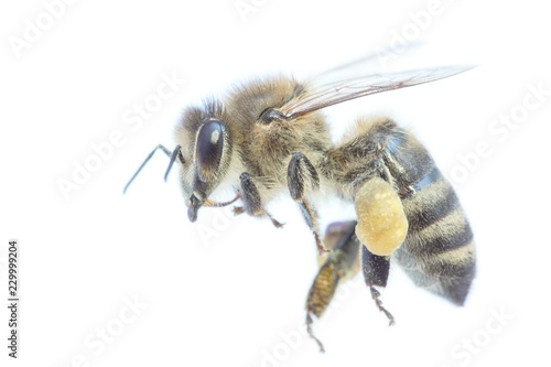 Honigbiene Freigestellt