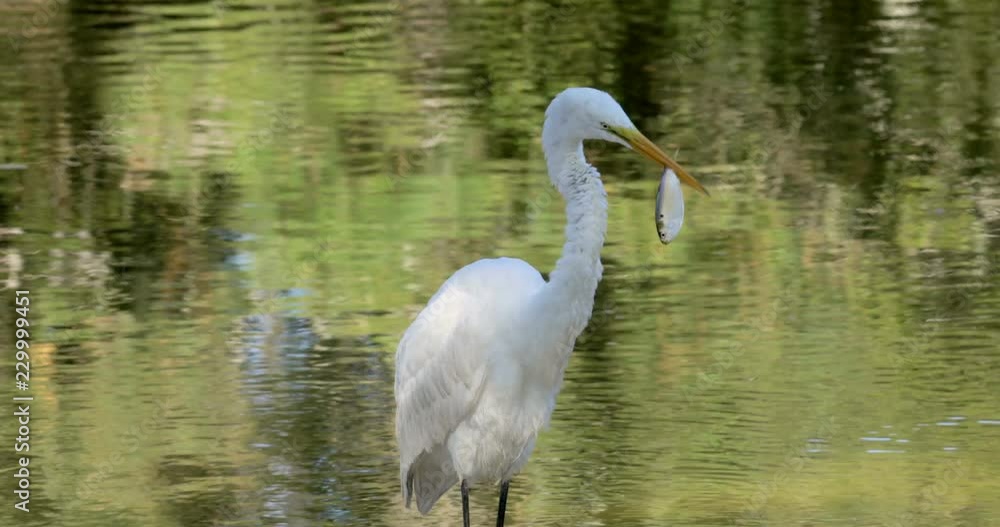 Great Egret with fish in beak eating fish Great Egret with fish in beak eating fish
