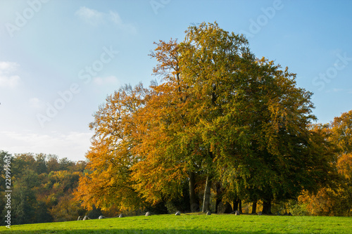 Fototapeta Naklejka Na Ścianę i Meble -  autumn in a park north of Copenhagen