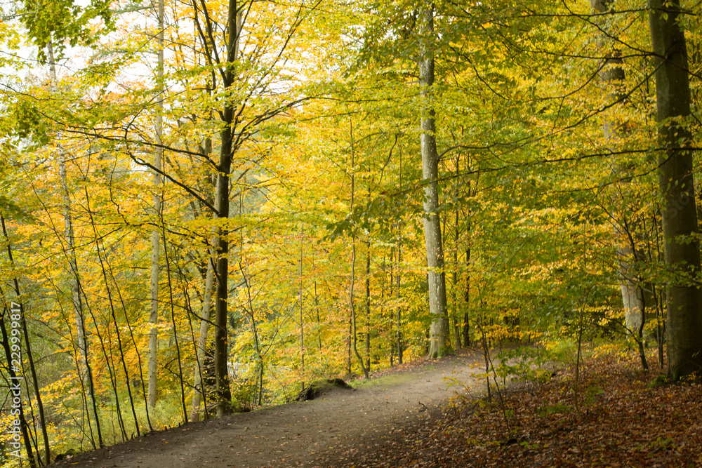 Obraz premium autumn in a park north of Copenhagen