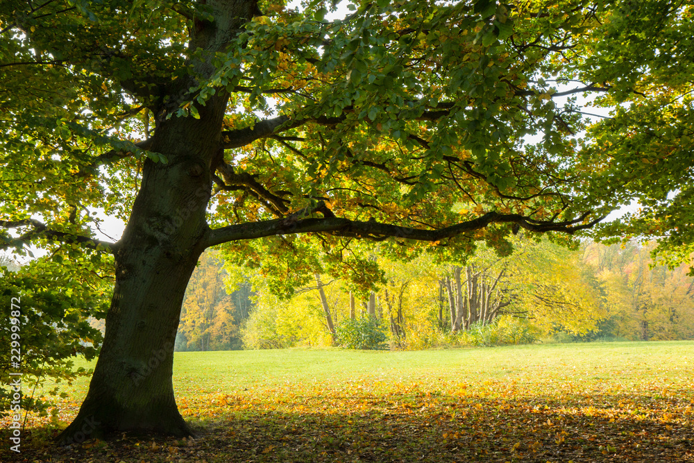 autumn in a park north of Copenhagen