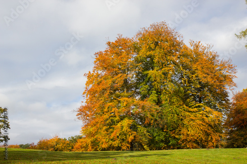 autumn in a park north of Copenhagen