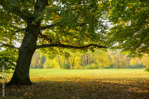 autumn in a park north of Copenhagen