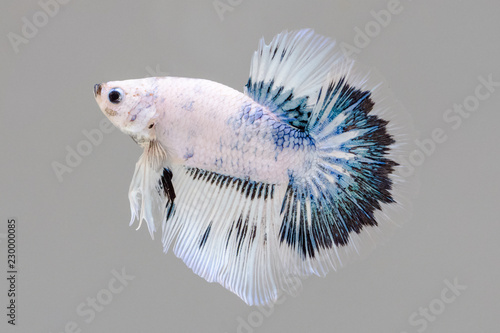 halfmoon siamese fighting fish
