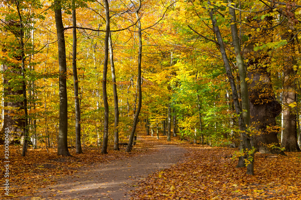 Obraz premium autumn in a park north of Copenhagen