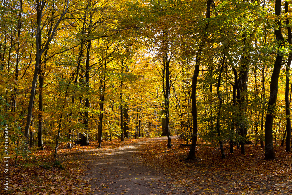 autumn in a park north of Copenhagen