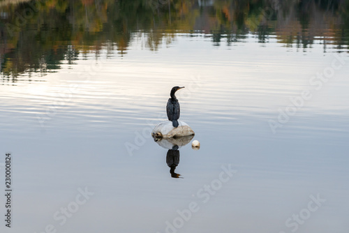 Black Bird on Water