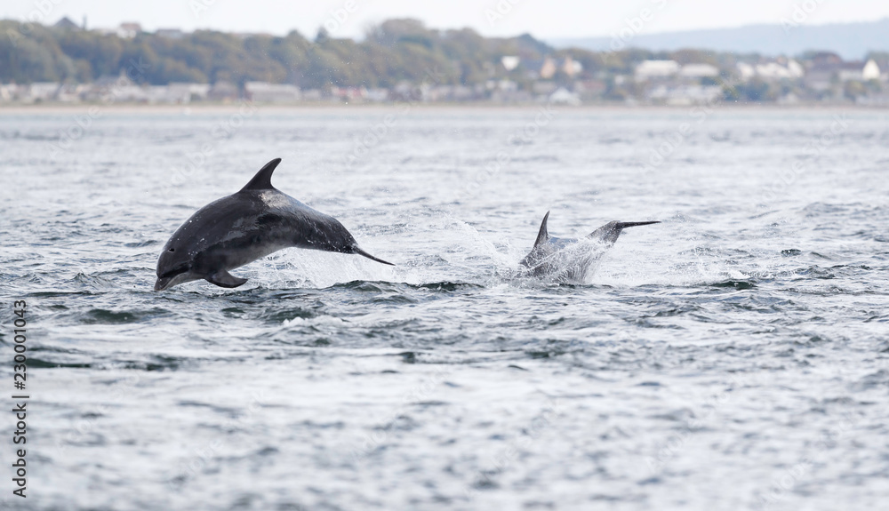 Fototapeta premium Wild dolphin in playful mood while hunting for migrating Atlantic Scottish salmon in the Moray Firth in the Scottish Highland.