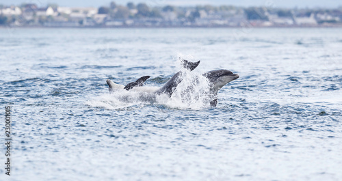 Wild dolphin in playful mood while hunting for migrating Atlantic Scottish salmon in the Moray Firth in the Scottish Highland.
