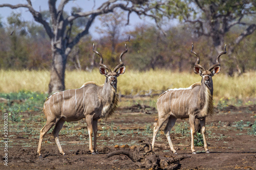 Greater kudu in Kruger National park, South Africa ; Specie Tragelaphus strepsiceros family of Bovidae