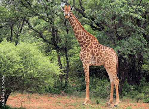 Giraffe eating and wondering