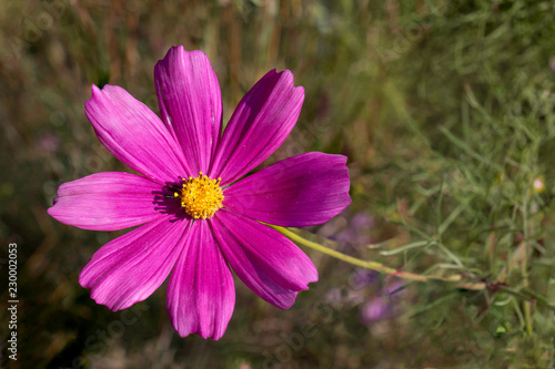 Cosmos blooming in full sun