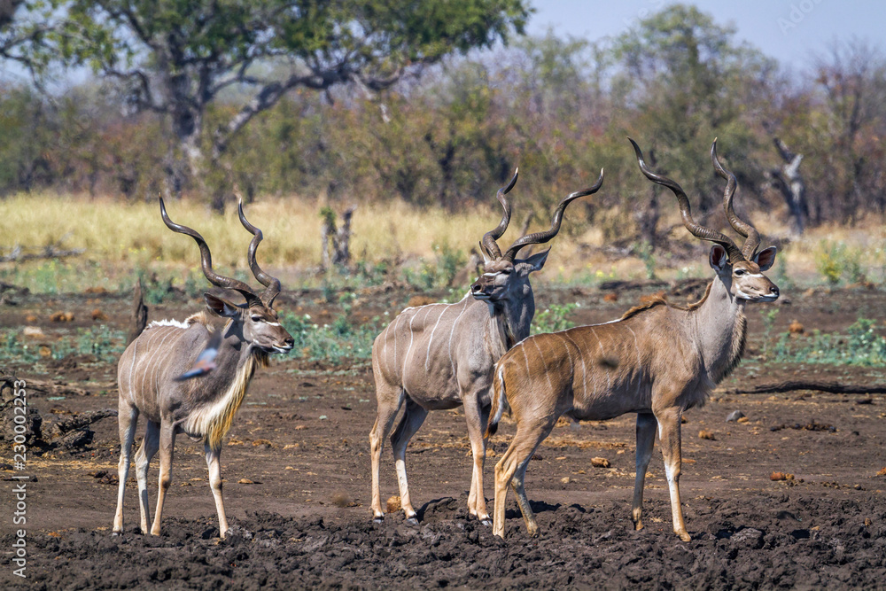Greater kudu in Kruger National park, South Africa ; Specie Tragelaphus strepsiceros family of Bovidae Greater kudu in Kruger National park, South Africa ; Specie Tragelaphus strepsiceros family of Bovidae