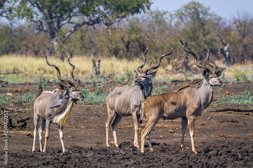 Greater kudu in Kruger National park, South Africa ; Specie Tragelaphus strepsiceros family of Bovidae