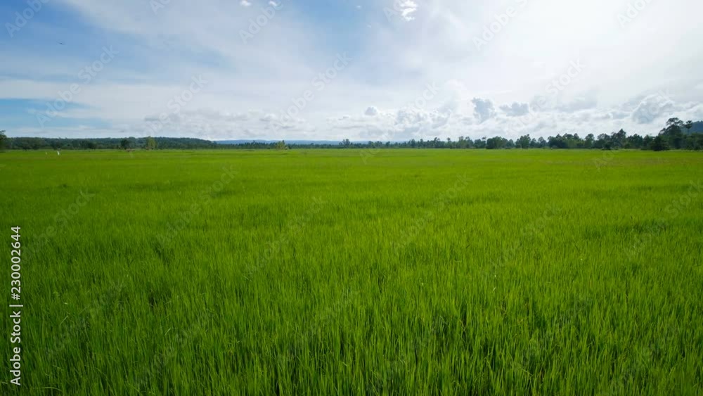 Landscape of a beautiful green field with rice stalks swaying in the wind. Landscape of a beautiful green field with rice stalks swaying in the wind.
