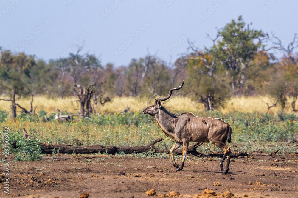 Naklejka premium Greater kudu in Kruger National park, South Africa ; Specie Tragelaphus strepsiceros family of Bovidae