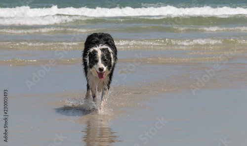 Dog cooling off at the beach on a hot day