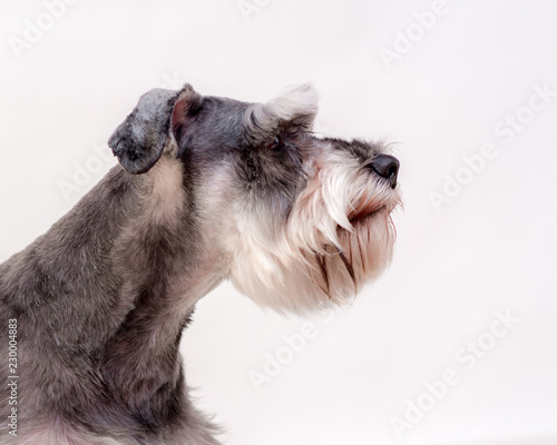 Schnauzer head portrait studio with white background, attentive dog