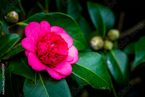 camellia red pink bright flower
