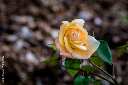 rose valentine champaign orange
