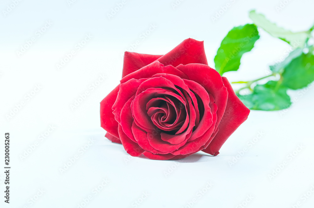 red rose red rose