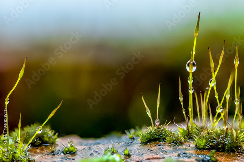 moss water droplet macro