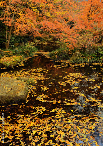 カラフルな日本の楓の紅葉 © askaflight