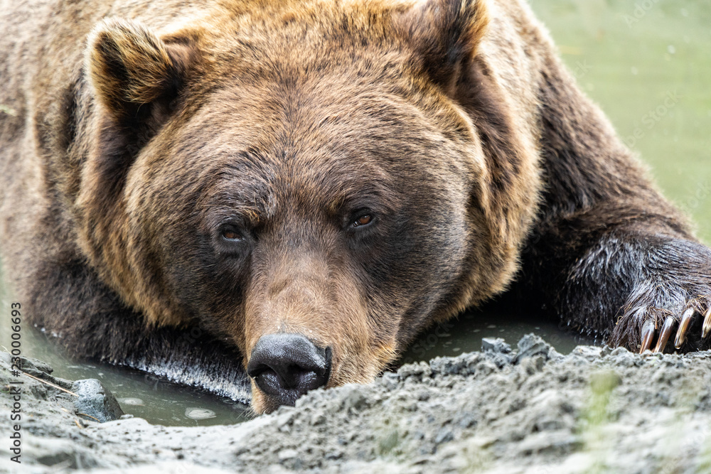 Close up of an Alaskan Brown Bear Grizzly laying down in the water, looking at camera. Close up of an Alaskan Brown Bear Grizzly laying down in the water, looking at camera.