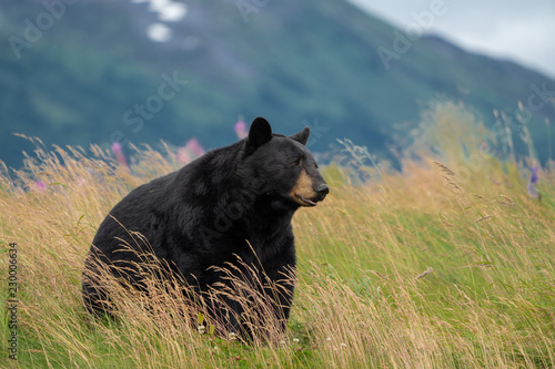 Beautiful Alaska Black Bear sits in a meadow, looking off to the side, with mouth open and tongue out photo