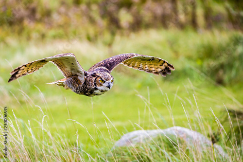 Flying Great Horned Owl © fnach