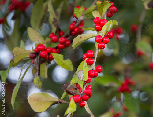 Winterberries in late fall