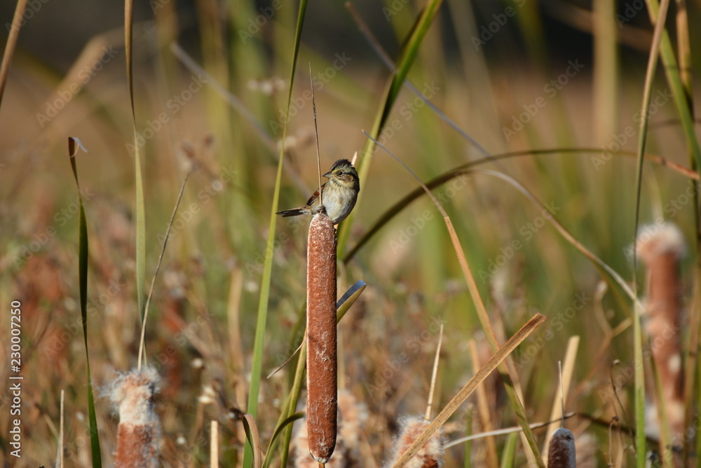 Obraz premium Sparrow in marsh