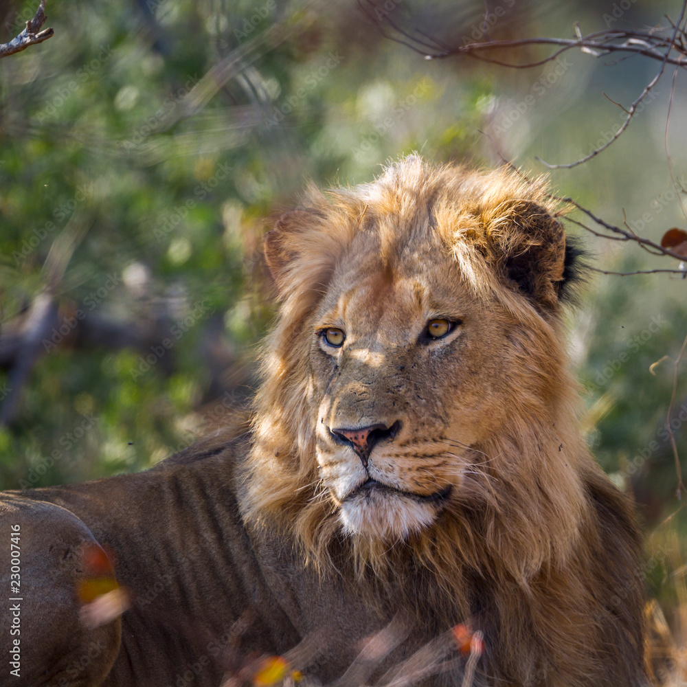 Fototapeta premium African lion in Kruger National park, South Africa ; Specie Panthera leo family of Felidae