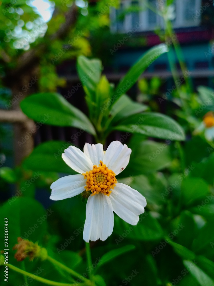 Morning flower Morning flower