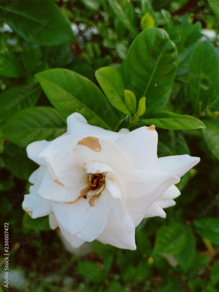 Obraz premium Flower2