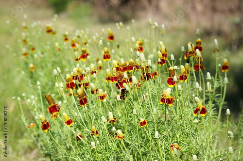 Thimble Flower also known as Mexican Hat, blooms in Texas. Long spindly stems with yellow and orange bloom.