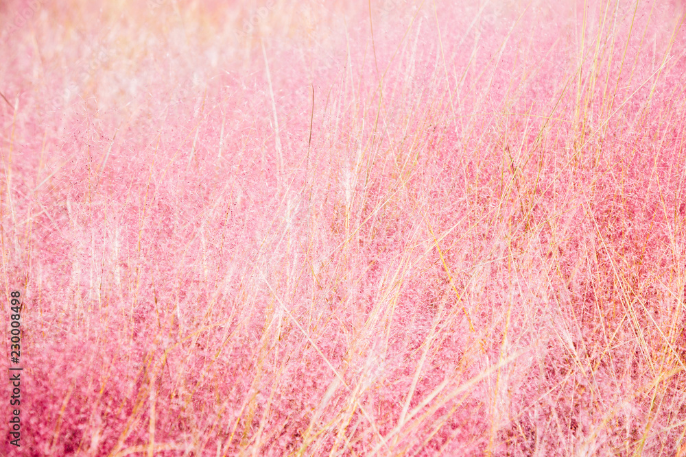 Pink Muhly Grass field texture background Pink Muhly Grass field texture background