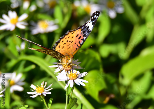 ツマグロヒョウモン正面