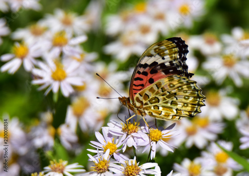 ツマグロヒョウモン裏