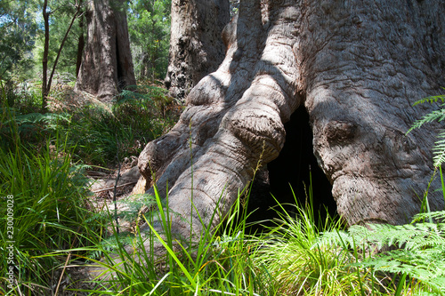 Slika na platnu Walpole Australia, scene of the ancient red tingle forest