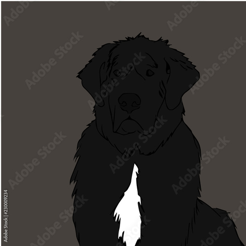 Newfoundland Dog Vector Illustration  photo