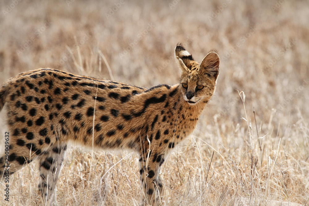 Serval stare Serval stare