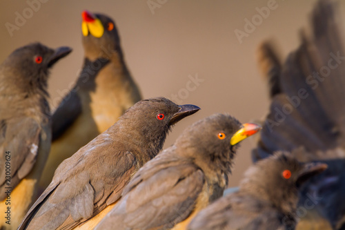 Yellow billed Oxpecker in Kruger National park, South Africa ; Specie Buphagus africanus family of Buphagidae
