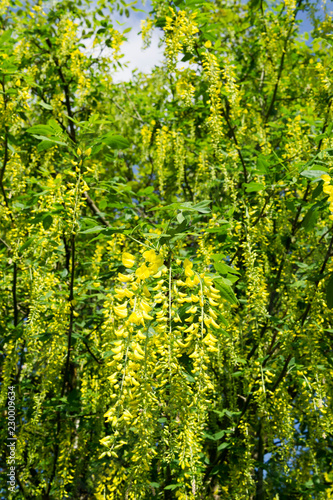 Laburnum Golden Chain Tree Flowers © Maggie Morrow