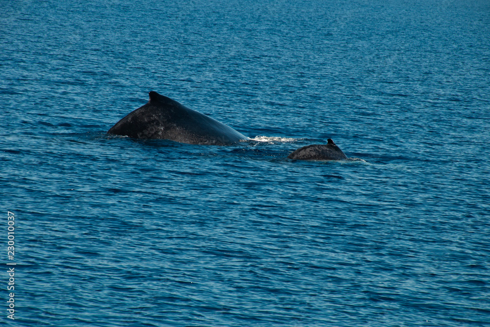 Fototapeta premium Busselton Australia, back of humpback whale and calf 