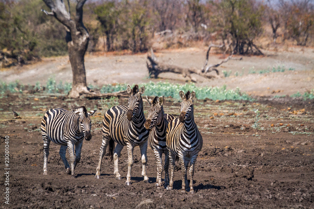 Obraz premium Plain zebra in Kruger National park, South Africa ; Specie Equus quagga burchellii family of Equidae