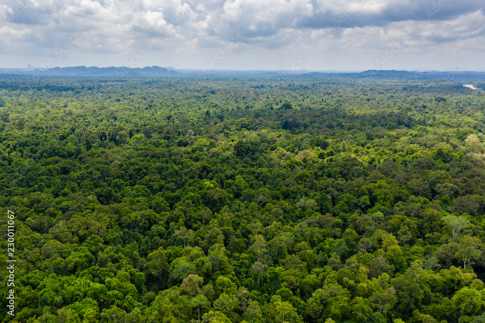 Aerial drone view of the tree canopy of dense tropical rainforest